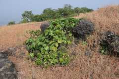 Cosmostigma racemosum